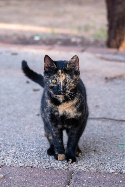 Gatto Nero Abbronzato Posa Fotografo Primo Piano — Foto Stock