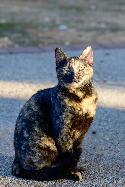 Czarny Opalony Kot Pozujący Dla Fotografa Zbliżenie — Zdjęcie stockowe