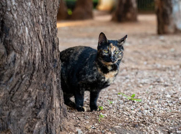 Fotoğrafçı için siyah ve esmer kedi poz veriyor. yakın plan.