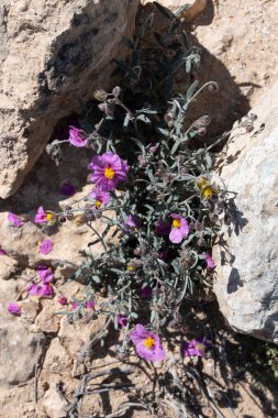Doğada leylak dolu bir bitki. Cistus creticus L. Purple..