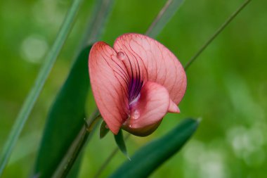 Siyah arka planda yasaklı faşist semboller, silinmiş harfin yanında gamalı haç ve Rus bayrağı. Görüntü.