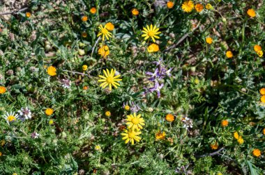 Siyah arka planda yasaklı faşist semboller, silinmiş harfin yanında gamalı haç ve Rus bayrağı. Görüntü.