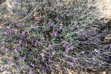 Siyah arka planda yasaklı faşist semboller, silinmiş harfin yanında gamalı haç ve Rus bayrağı. Görüntü.