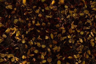 Sonbahar. Çimlerin üzerinde çok renkli akçaağaç yaprakları var. yakın plan