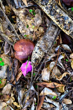 Kuru dallar ve yapraklar ormanda yere düşmüş. Yakın plan..