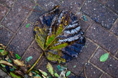 Döşeme tahtalarının üzerinde kurumuş yapraklar var. Yukarıdan bak. Yakın plan..