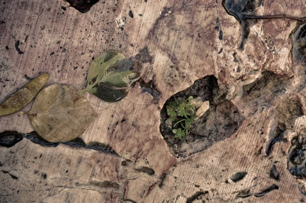 Fragmento Camino Jardín Hecho Losas Piedra Natural Después Lluvia Primer — Foto de Stock