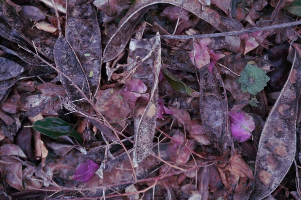 乾燥した枝や葉が森の中に落ちて地面にあります — ストック写真