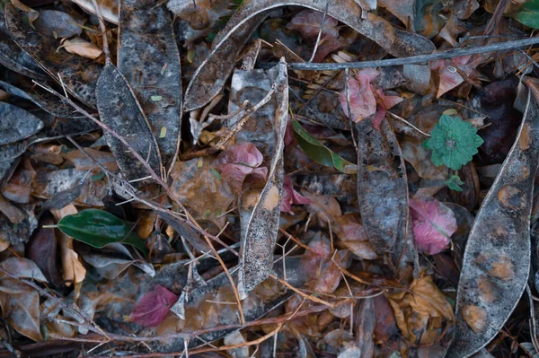 乾燥した枝や葉が森の中に落ちて地面にあります — ストック写真