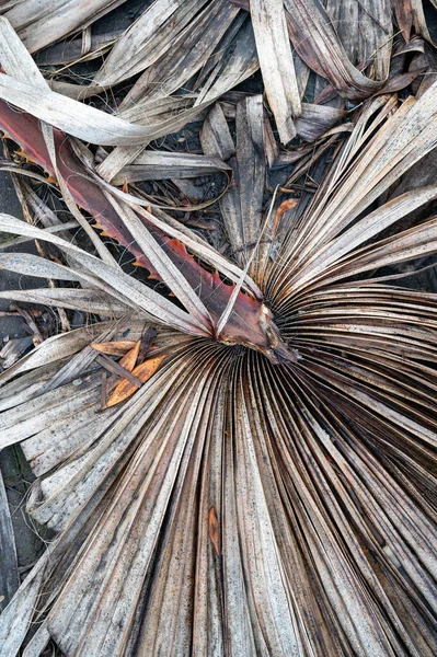 Dry Palm Leaves White Background Flat Lay Top View Copy — Stock Photo, Image