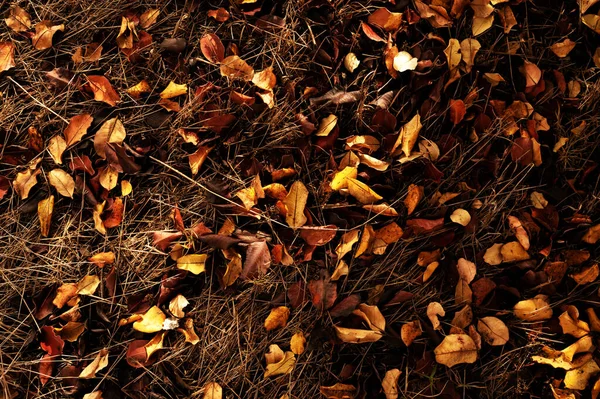 Sonbahar Çimlerin Üzerinde Çok Renkli Akçaağaç Yaprakları Var Yakın Plan — Stok fotoğraf