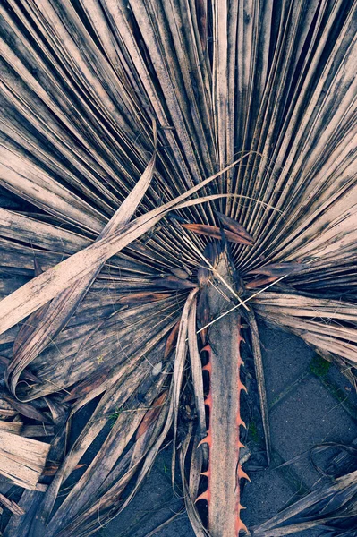 Beyaz Arka Planda Kuru Palmiye Yaprakları Düz Yatıyordu Üst Manzara — Stok fotoğraf
