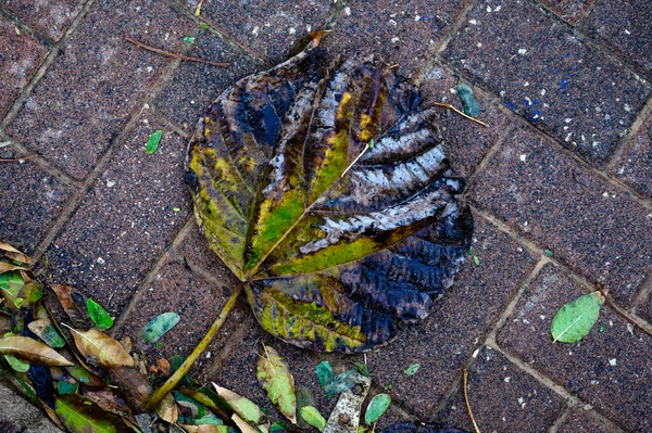 Döşeme tahtalarının üzerinde kurumuş yapraklar var. Yukarıdan bak. Yakın plan..
