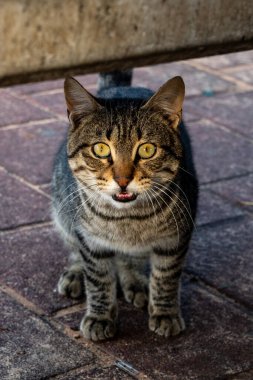 Sokaktaki Avrupalı bir kedi bir fotoğrafçıya poz veriyor. yakın plan