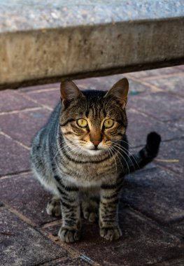 Sokaktaki Avrupalı bir kedi bir fotoğrafçıya poz veriyor. yakın plan