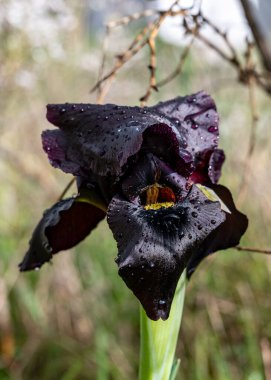 Yeşil uzun otların arka planında mor iris çiçeği. Yakın plan..