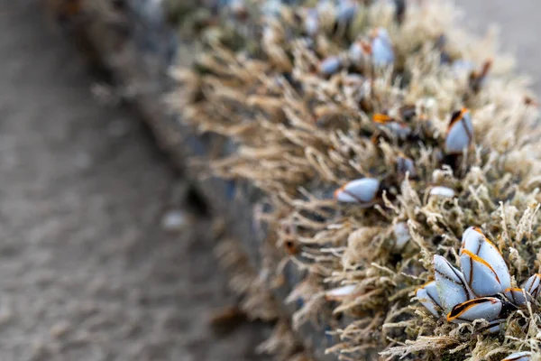 Cáscara Llamada Percebes Ganso Percal Cuello Cisne Lepas Anserifera Linnea — Foto de Stock