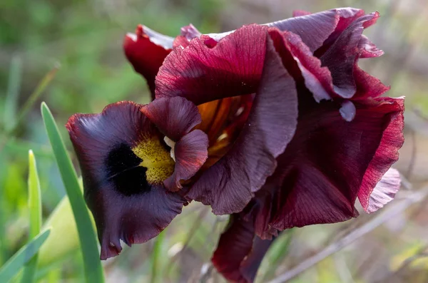 Flor Iris Púrpura Fondo Hierba Verde Alta Primer Plano —  Fotos de Stock