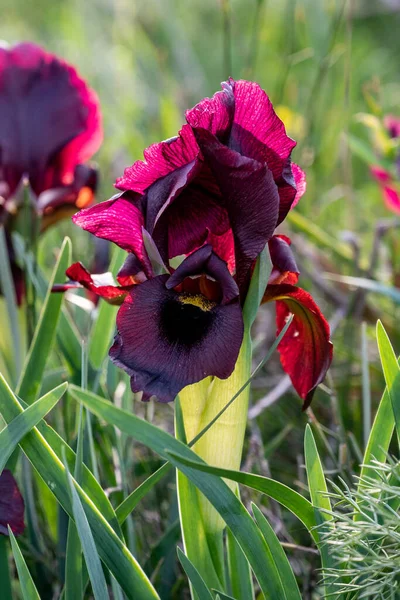 Diversi Fiore Iris Viola Sullo Sfondo Erba Alta Verde Primo — Foto Stock