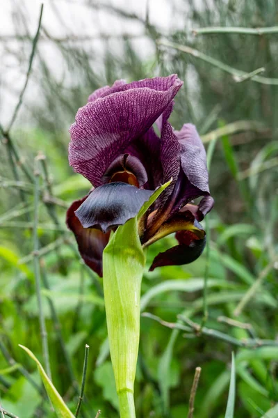 Fiore Iris Viola Sullo Sfondo Erba Alta Verde Primo Piano — Foto Stock