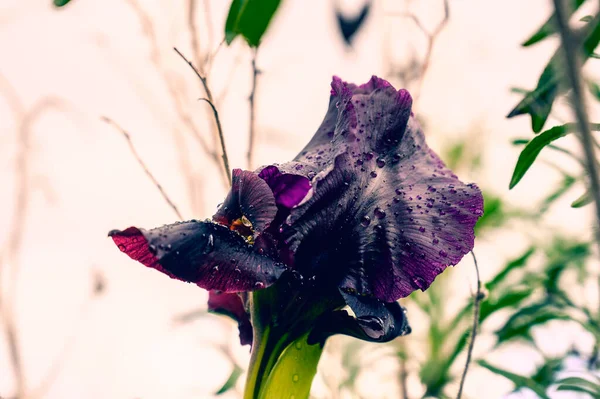 Purple Iris Flower Background Green Tall Grass Close — Stock Photo, Image
