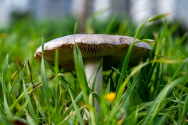 Ormandaki uzun otların arasında yalnız bir Porcini mantarı. Mantar toplama mevsimi. Yakın plan..