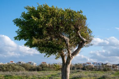 Yeşil tarlaların arasındaki yalnız ağaç, mavi gökyüzü ve arka planda beyaz bulutlar. Yakın plan..