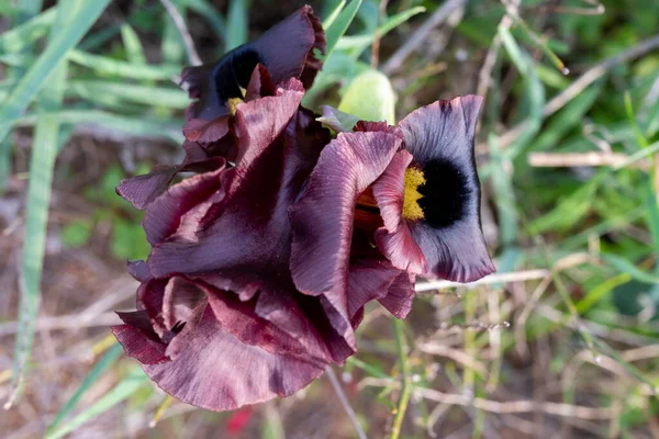 Flor Iris Púrpura Fondo Hierba Verde Alta Primer Plano —  Fotos de Stock