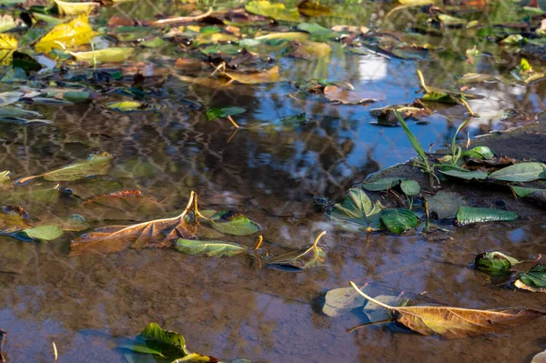 Heldere Herfst Esdoorn Bladeren Water Natuurlijke Achtergrond Najaar Sfeerbeeld Herfstseizoen — Stockfoto