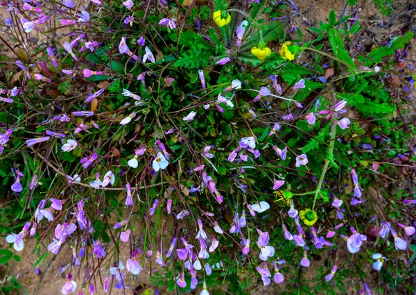 紫花和白花的小巴西西勒针叶树 座落在索里亚山上的松林里 顶部视图 — 图库照片