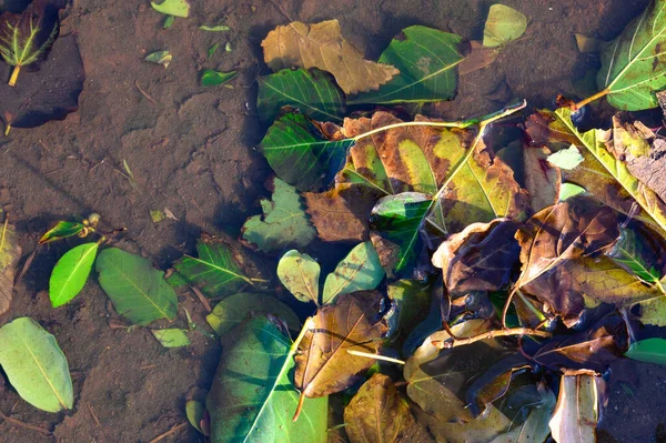 Heldere Herfst Esdoorn Bladeren Water Natuurlijke Achtergrond Najaar Sfeerbeeld Herfstseizoen — Stockfoto