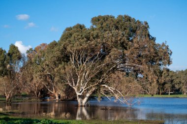 Güneşli bir günde gölün ortasında çok büyük bir okaliptüs ağacı. mavi gökyüzü.