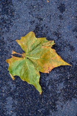 Islak sonbahar yapraklarını küreyen olgun bir kadın arka plandaki bahçe çöplüğüne, bahçeye ve eve dökülen yaprakları temizliyor.