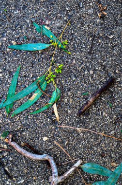 Okaliptüs küresinin bir dalı kaldırımda yatıyor. en üstteki görünüm