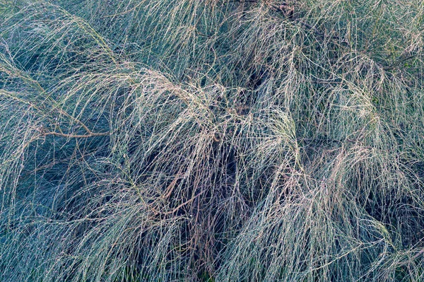 Pino Australiano Casuarina Equisetifolia Agujas Primer Plano Contexto — Foto de Stock