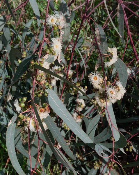 Fiori Selvatici Australiani Eucalyptus Tereticornis Fiori Bianchi Primo Piano — Foto Stock