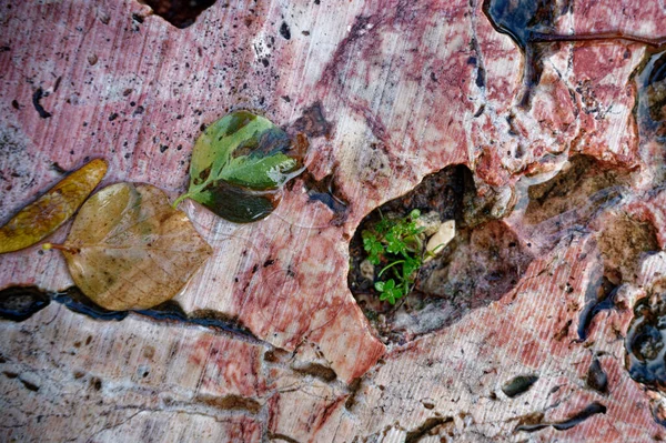 Фрагмент Садовой Дорожки Натуральных Каменных Плит После Дождя Крупный План — стоковое фото