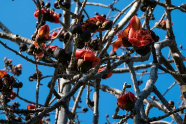 Ağaçtaki güzel kırmızı çiçekler. Ölü Deniz 'de Bombax Ceiba ya da Pamuk Ağacı açar. Yakın plan..