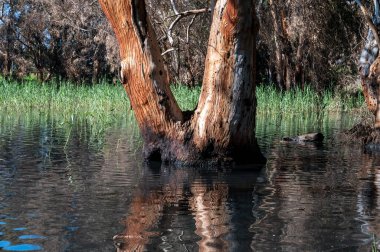 Göldeki suda okaliptüs ağaçları. Resimli bir yerde. Ağaçların sularındaki yansıma. Yakın plan..