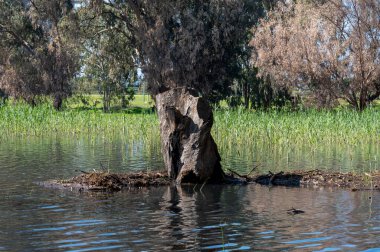 Göldeki suda okaliptüs ağaçları. Resimli bir yerde. Ağaçların sularındaki yansıma. Yakın plan..