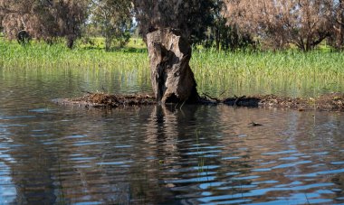 Göldeki suda okaliptüs ağaçları. Resimli bir yerde. Ağaçların sularındaki yansıma. Yakın plan..