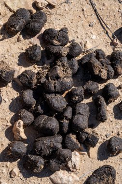 Nevada 'nın İtfaiye Vadisi Parkı' nda Big Horn Koyun topakları. Yakın plan..