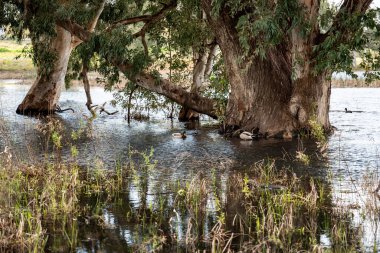 Göldeki suda okaliptüs ağaçları. Resimli bir yerde. Ağaçların sularındaki yansıma. Yakın plan..