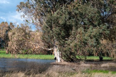 Göldeki suda okaliptüs ağaçları. Resimli bir yerde. Ağaçların sularındaki yansıma. Yakın plan..