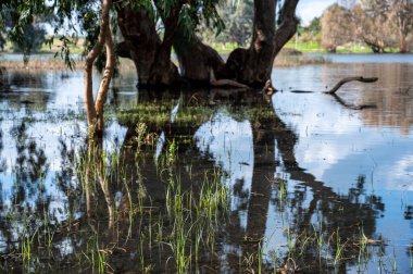 Göldeki suda okaliptüs ağaçları. Resimli bir yerde. Ağaçların sularındaki yansıma. Yakın plan..