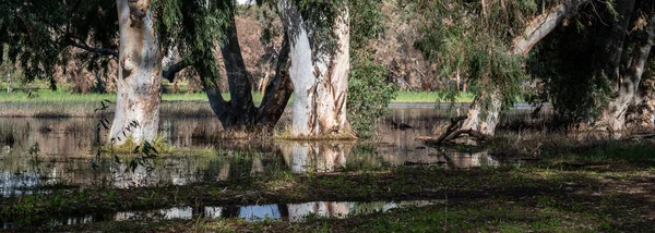 Eukalyptusbäume Wasser Des Sees Einem Malerischen Ort Spiegelung Wasser Der — Stockfoto