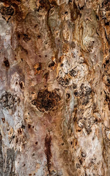 Pień Drzewa Eukaliptusowego Szczegółami Luźną Korę Zbliżenie — Zdjęcie stockowe