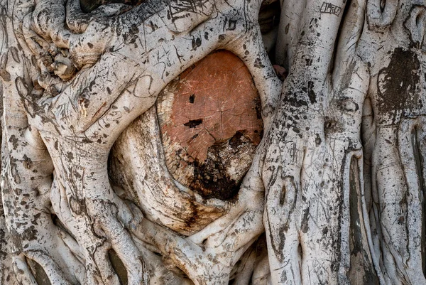 Stary Pień Drzewa Oliwnego Korzenie Gałęzie Zbliżenie — Zdjęcie stockowe