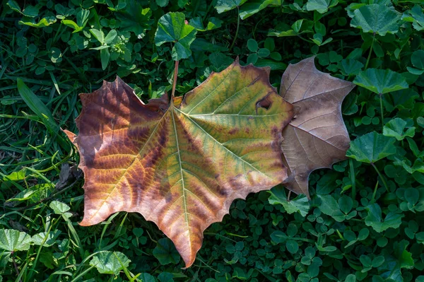 Lone Fallen Leaf Lies Grass Autumn Close — ストック写真