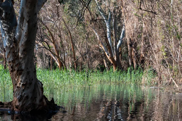Göldeki suda okaliptüs ağaçları. Resimli bir yerde. Ağaçların sularındaki yansıma. Yakın plan..